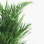 Areca Palm Plant - 50 cm-InfluencerCodes_Ramadan26_All_20012026-image-2