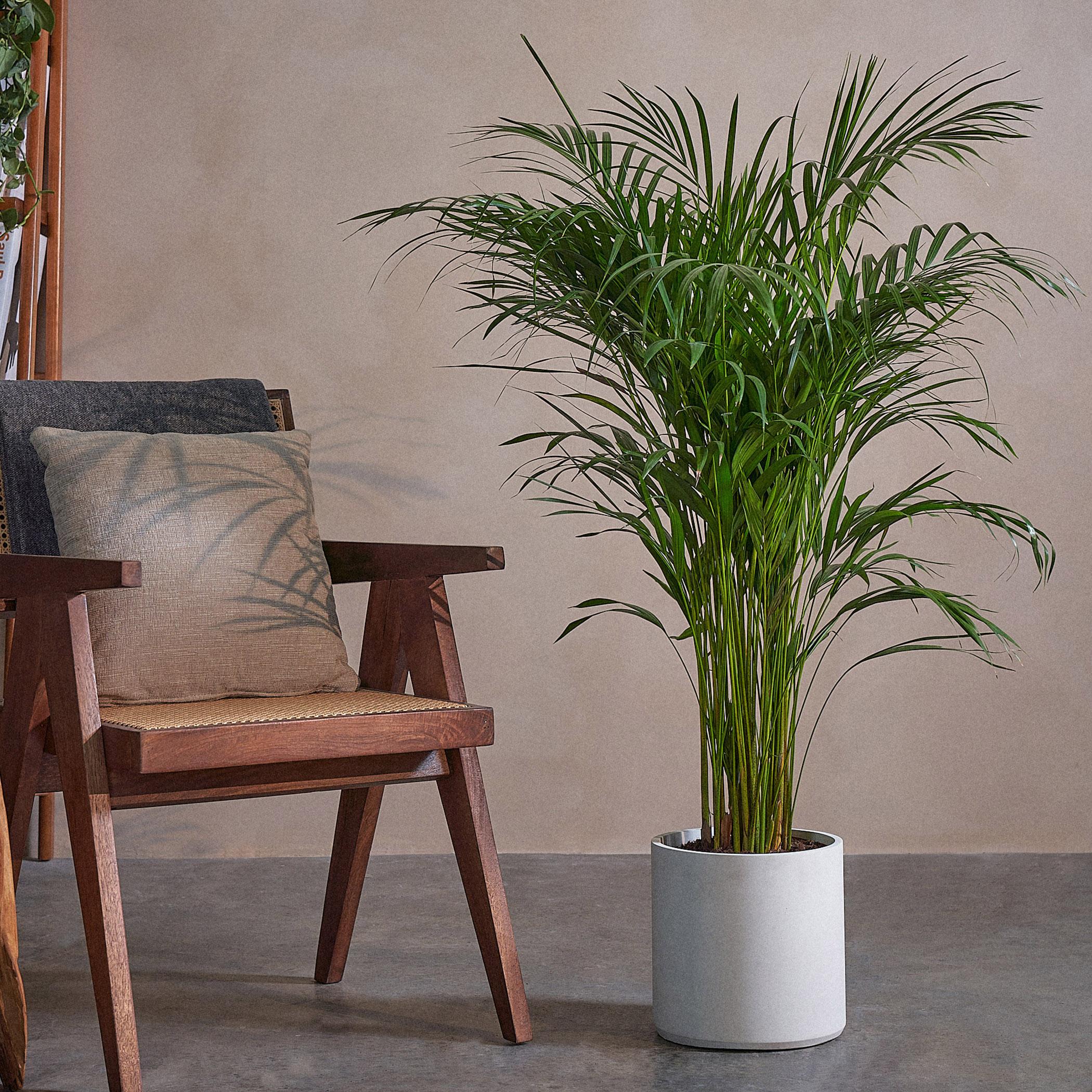 Areca Palm Plant - 120 cm