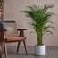 نبات نخيل الأريكا - 120 سم-InfluencerCodes_Ramadan26_All_20012026-image-2