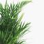 نبات نخيل الأريكا - 120 سم-InfluencerCodes_Ramadan26_All_20012026-image-1