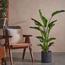 Bird of Paradise Plant in Pot - 150 cm-InfluencerCodes_Ramadan26_All_20012026-image-1