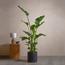 Bird of Paradise Plant in Pot - 150 cm-InfluencerCodes_Ramadan26_All_20012026-image-2