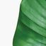Bird of Paradise Plant in Pot - 150 cm-InfluencerCodes_Ramadan26_All_20012026-image-3