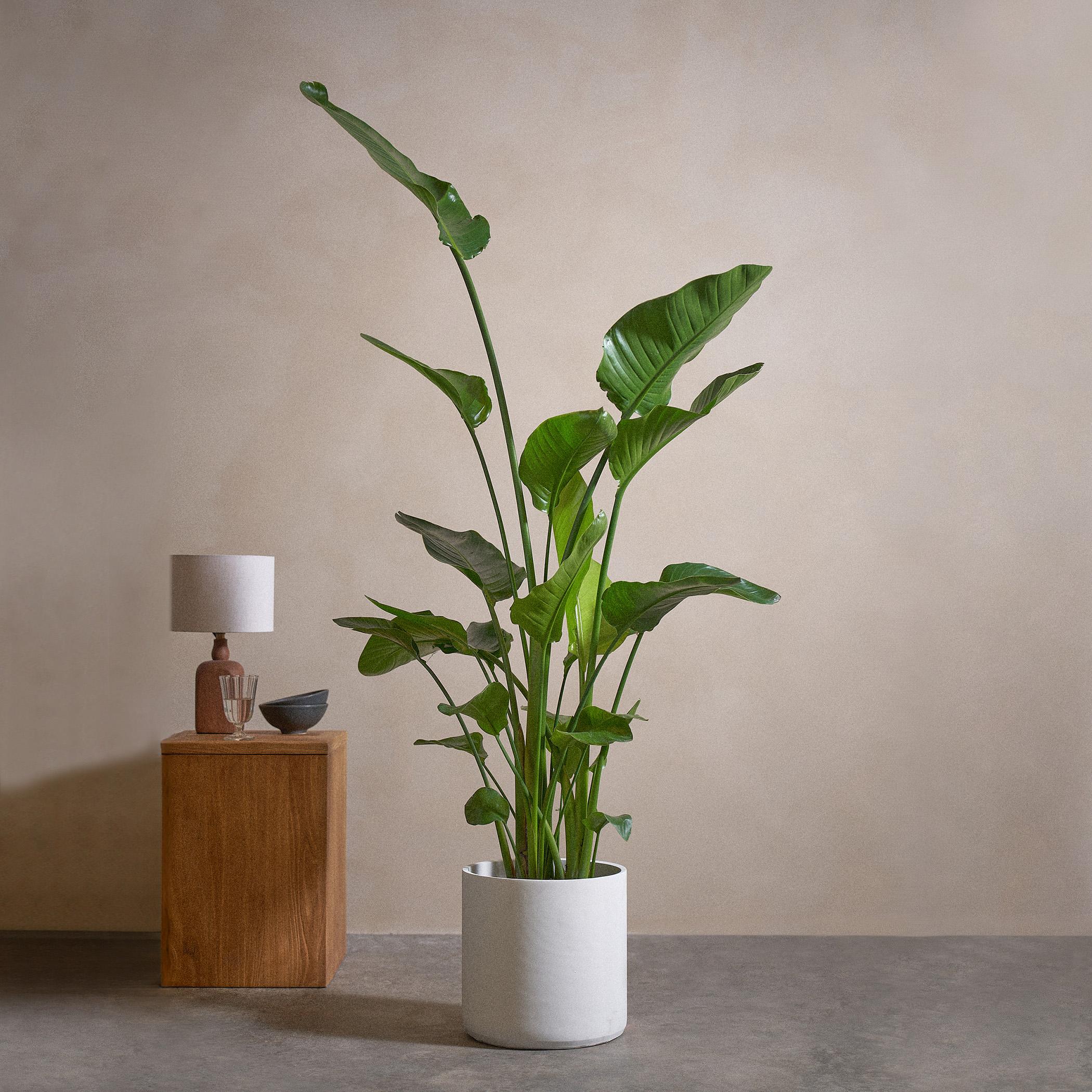 Bird of Paradise Plant in Pot - 150 cm