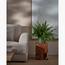 Boston Fern Plant in Pot - 60 cm-InfluencerCodes_Ramadan26_All_20012026-image-1