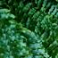 Boston Fern Plant in Pot - 60 cm-InfluencerCodes_Ramadan26_All_20012026-image-2