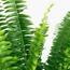 Boston Fern Plant in Pot - 60 cm-InfluencerCodes_Ramadan26_All_20012026-image-3