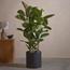 نبات المطاط - 120 سم-InfluencerCodes_Ramadan26_All_20012026-image-2