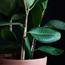 نبات المطاط - 120 سم-InfluencerCodes_Ramadan26_All_20012026-image-1