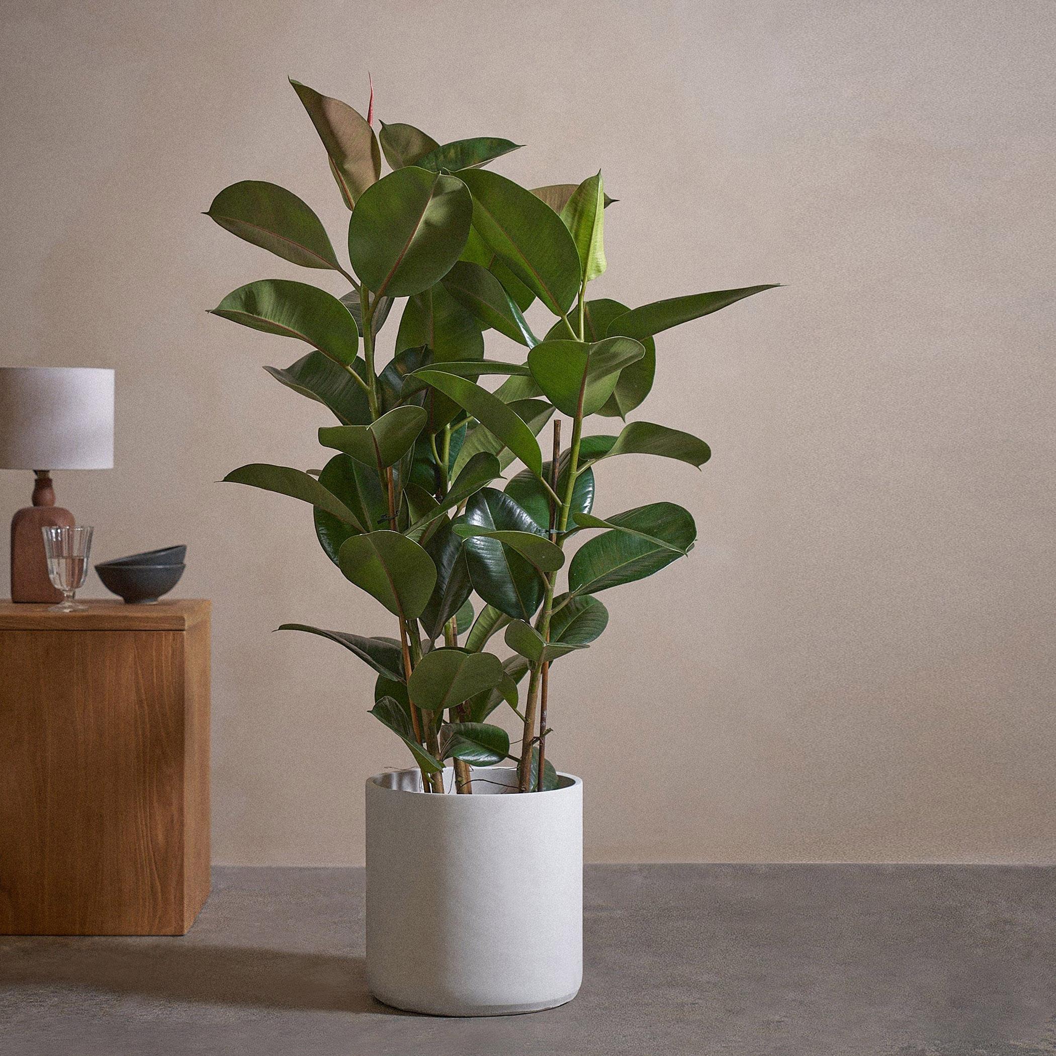 Rubber Plant - 120 cm
