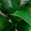نبات البوتس موني الذهبي - 50 سم-InfluencerCodes_Ramadan26_All_20012026-image-1