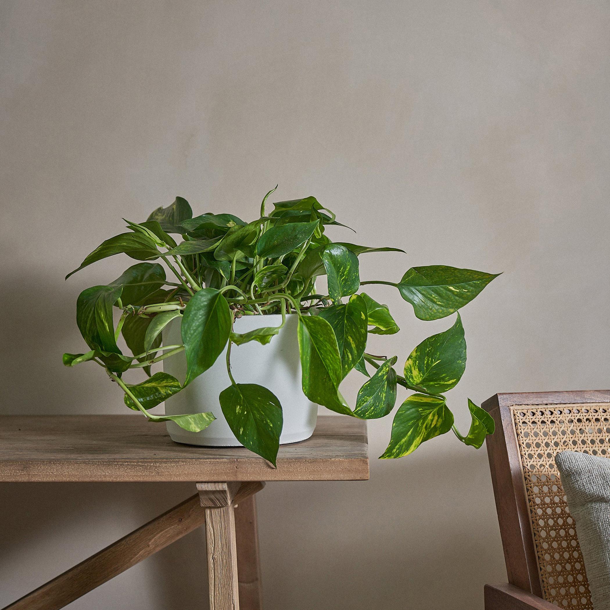 Golden Pothos Money Plant - 50 cm