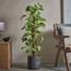 Golden Pothos Money Plant - 120 cm-InfluencerCodes_Ramadan26_All_20012026-image-1