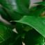 Golden Pothos Money Plant - 120 cm-InfluencerCodes_Ramadan26_All_20012026-image-2