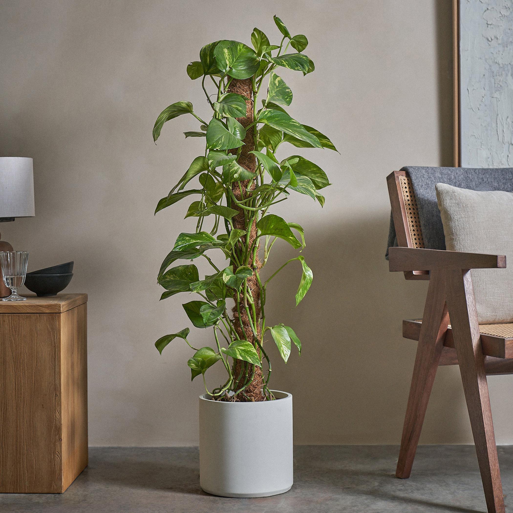 Golden Pothos Money Plant - 120 cm