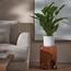 Peace Lily Plant - 80 cm-InfluencerCodes_Ramadan26_All_20012026-image-1