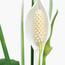 Peace Lily Plant - 80 cm-InfluencerCodes_Ramadan26_All_20012026-image-2