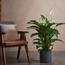Peace Lily Plant - 100 cm-InfluencerCodes_Ramadan26_All_20012026-image-1