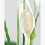 Peace Lily Plant - 100 cm-InfluencerCodes_Ramadan26_All_20012026-image-2
