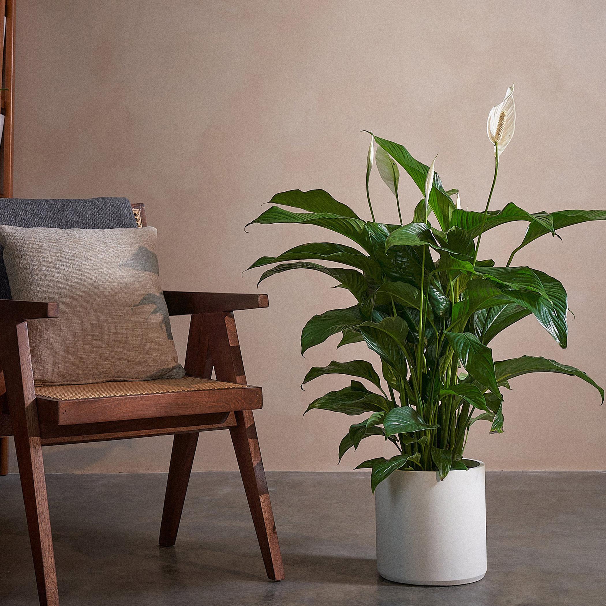 Peace Lily Plant - 100 cm