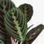 Prayer Plant - 30 cm-InfluencerCodes_Ramadan26_All_20012026-image-2