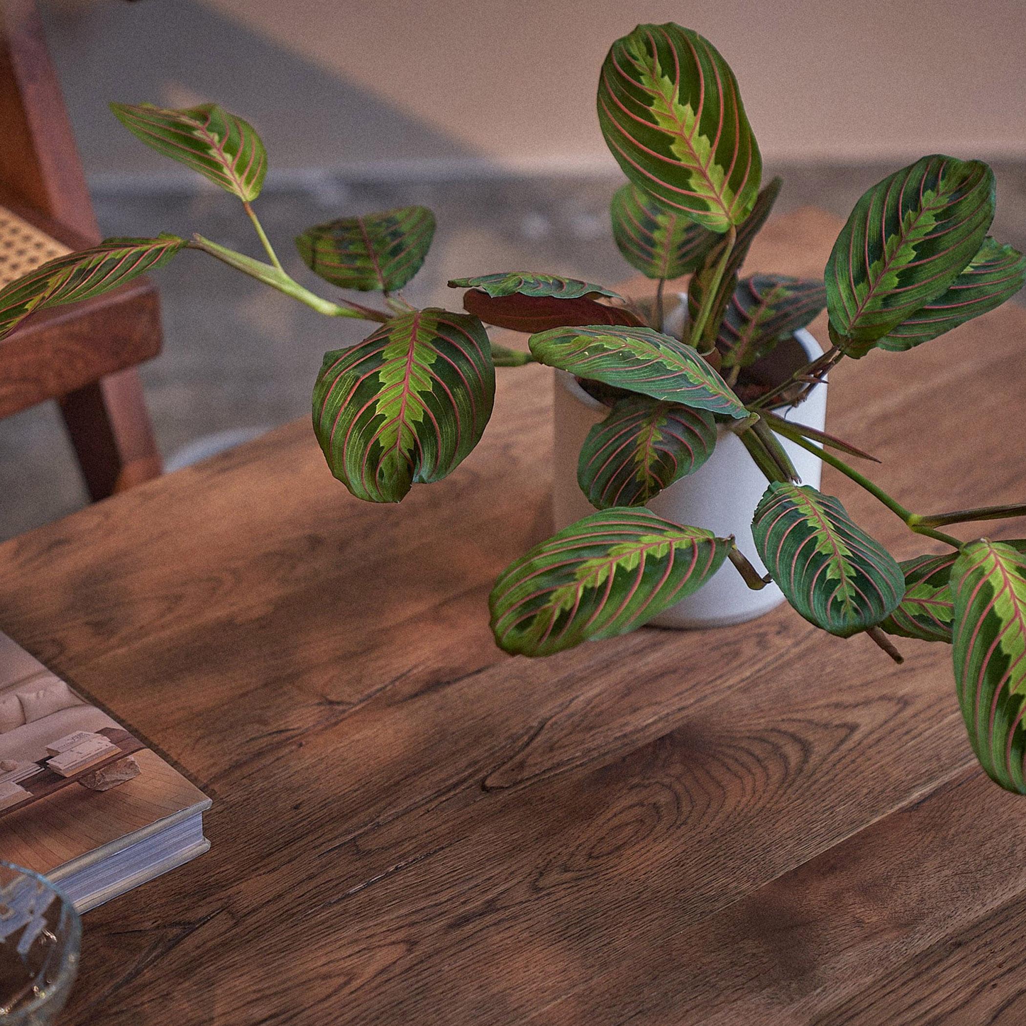 Prayer Plant - 30 cm