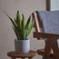 Snake Plant - 40 cm-InfluencerCodes_Ramadan26_All_20012026-image-1