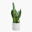 Snake Plant - 40 cm-InfluencerCodes_Ramadan26_All_20012026-image-2