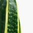 Snake Plant - 40 cm-InfluencerCodes_Ramadan26_All_20012026-image-3
