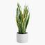 Snake Plant - 60 cm-InfluencerCodes_Ramadan26_All_20012026-image-2