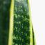 Snake Plant - 60 cm-InfluencerCodes_Ramadan26_All_20012026-image-3