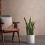Snake Plant - 80 cm-InfluencerCodes_Ramadan26_All_20012026-image-1