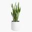 Snake Plant - 80 cm-InfluencerCodes_Ramadan26_All_20012026-image-2