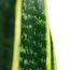 Snake Plant - 80 cm-InfluencerCodes_Ramadan26_All_20012026-image-3