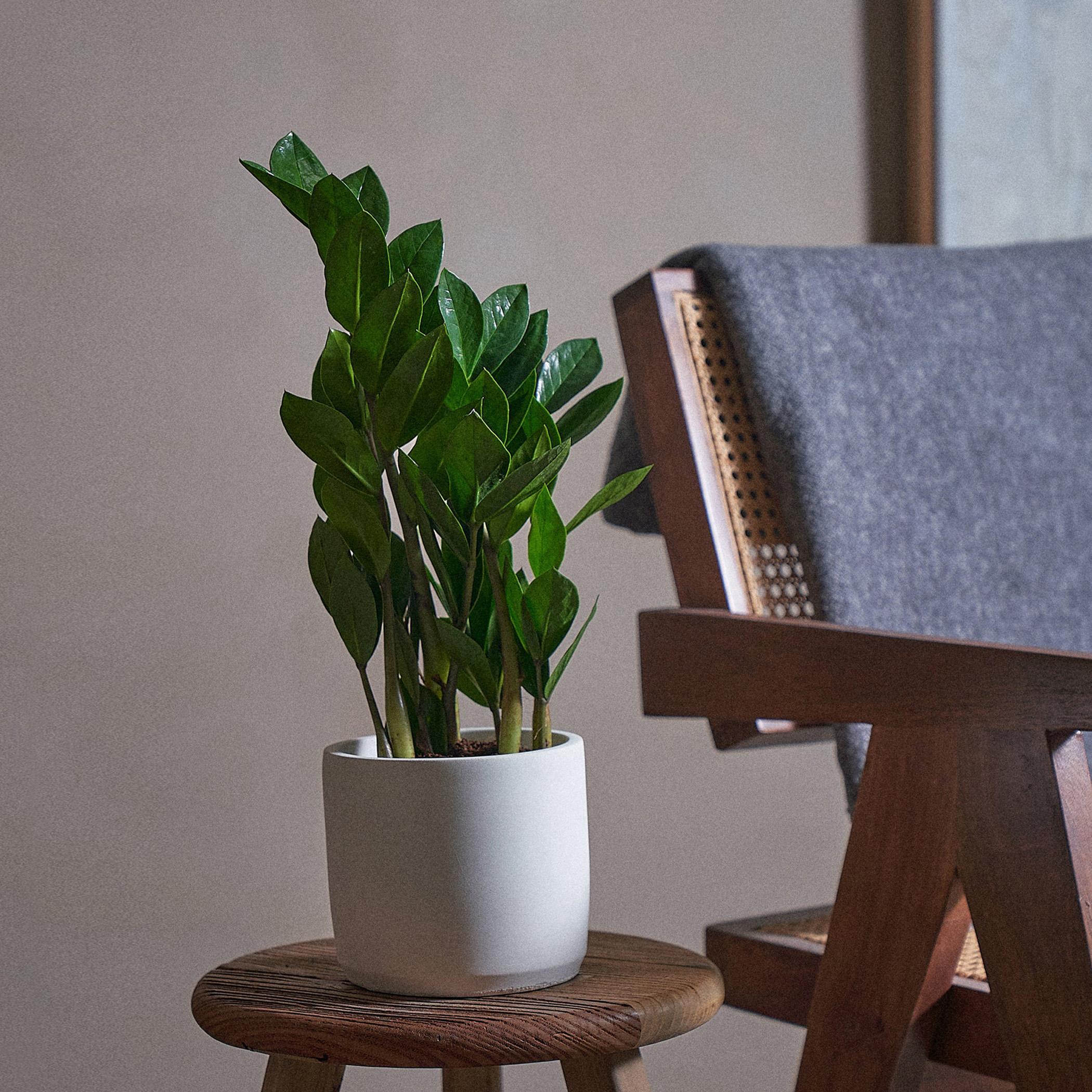 ZZ Plant - 40 cm