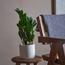 نبات زاميوكولكاس - 40 سم-InfluencerCodes_Ramadan26_All_20012026-image-2