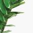 نبات زاميوكولكاس - 40 سم-InfluencerCodes_Ramadan26_All_20012026-image-1