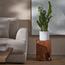 ZZ Plant - 60 cm-InfluencerCodes_Ramadan26_All_20012026-image-1