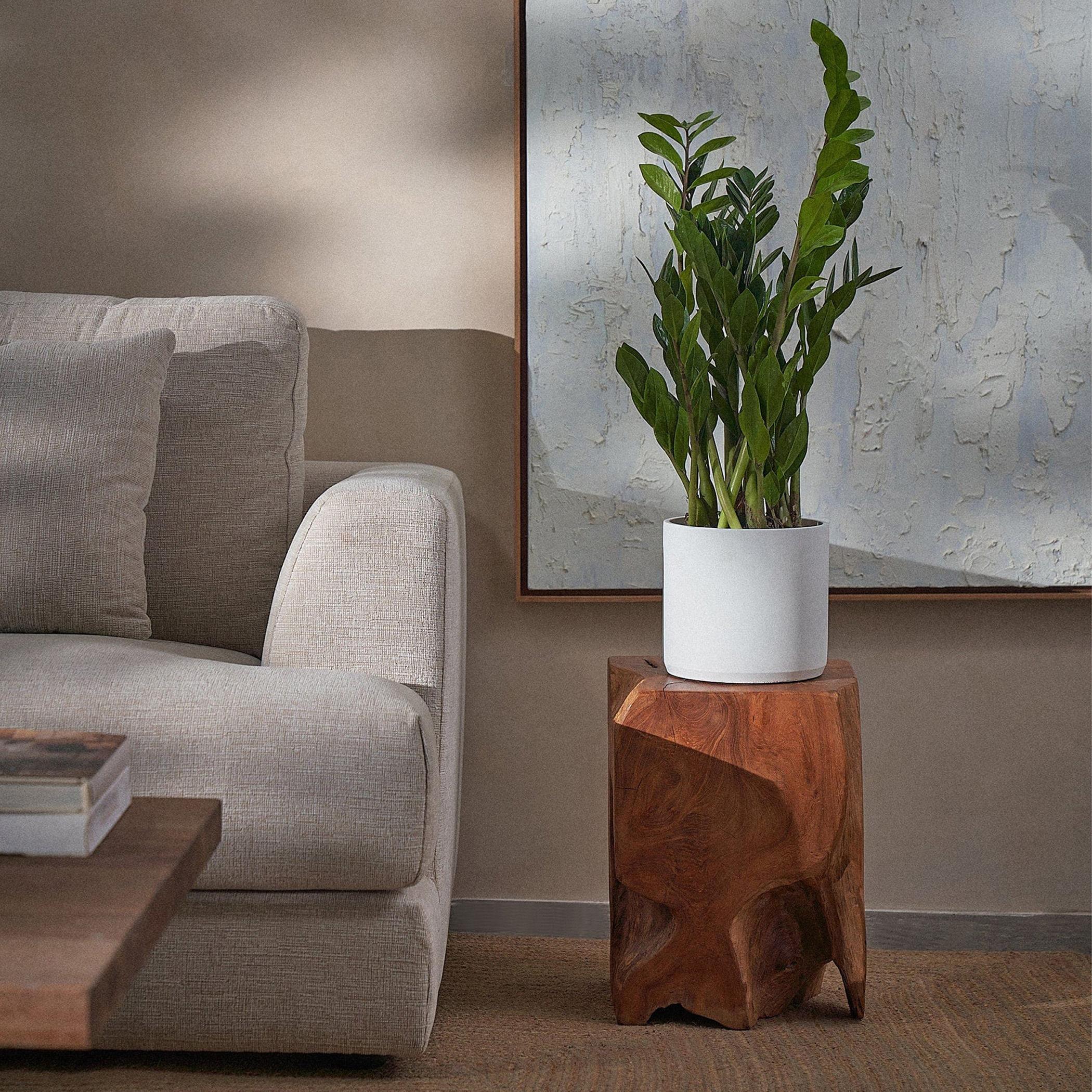 ZZ Plant - 60 cm