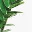ZZ Plant - 60 cm-InfluencerCodes_Ramadan26_All_20012026-image-2