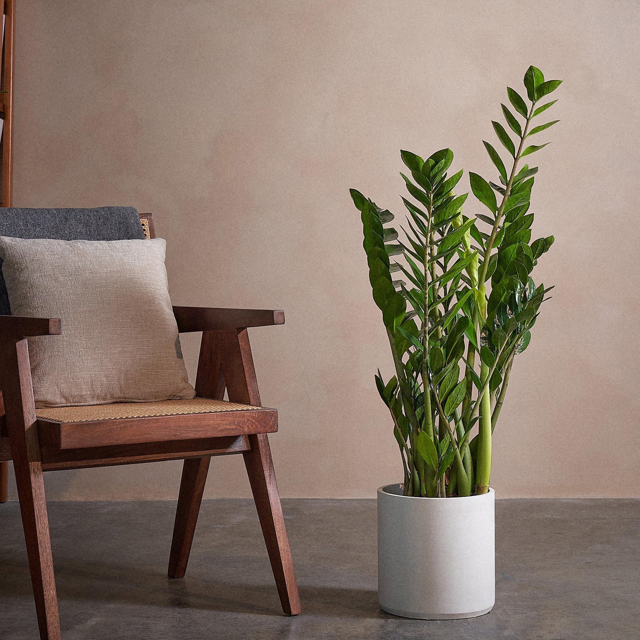 ZZ Plant - 90 cm