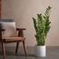 ZZ Plant - 90 cm-InfluencerCodes_Ramadan26_All_20012026-image-1