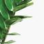 ZZ Plant - 90 cm-InfluencerCodes_Ramadan26_All_20012026-image-2