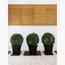 Ehretia Ball 3-Piece Set in Pot - 20-30 cm-InfluencerCodes_Ramadan26_All_20012026-image-1
