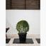 Ehretia Ball 3-Piece Set in Pot - 20-30 cm-InfluencerCodes_Ramadan26_All_20012026-image-2