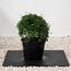 Ehretia Ball 3-Piece Set in Pot - 30-40 cm-InfluencerCodes_Ramadan26_All_20012026-image-2