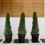 Ehretia Cone 3-Piece Set in Pot - 120-150 cm-InfluencerCodes_Ramadan26_All_20012026-image-1