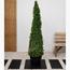 Ehretia Cone 3-Piece Set in Pot - 120-150 cm-InfluencerCodes_Ramadan26_All_20012026-image-2