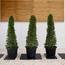 Ehretia Cone Plant with Pot - Set of 3-InfluencerCodes_Ramadan26_All_20012026-image-1