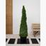 Ehretia Cone Plant with Pot - Set of 3-InfluencerCodes_Ramadan26_All_20012026-image-2